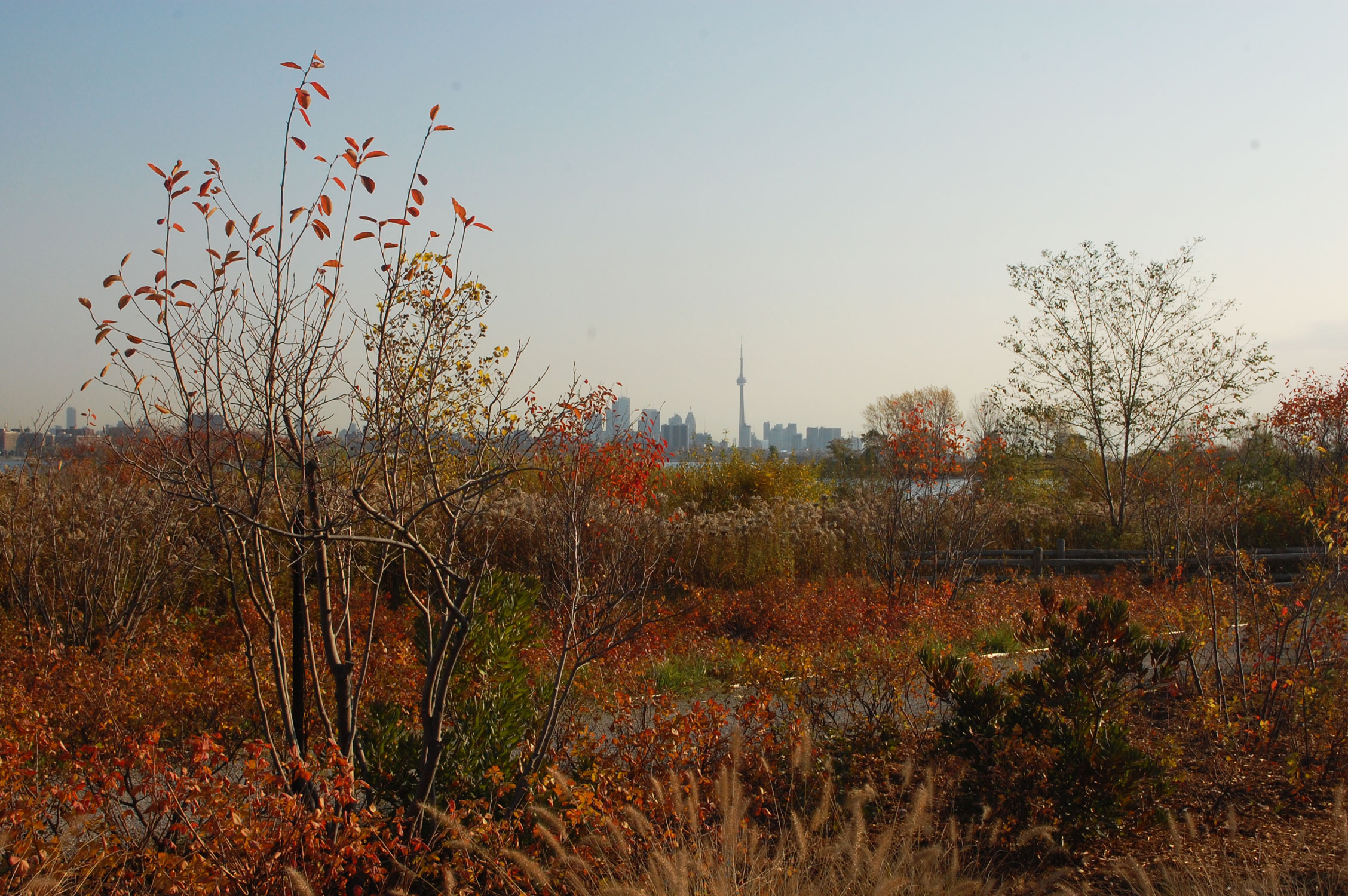 Humber Park South